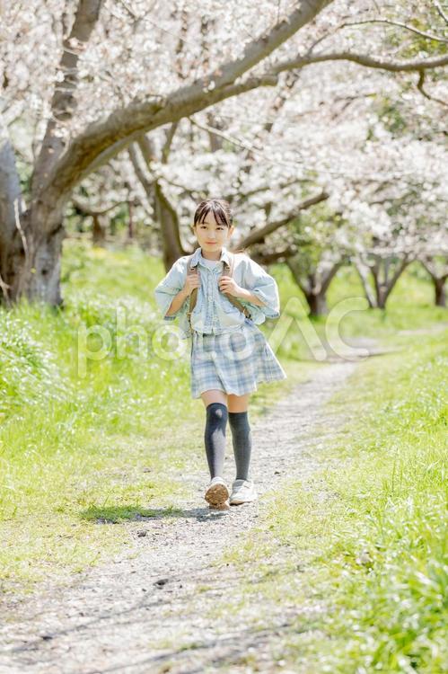 桜並木の下を歩く小学生 小学生,桜,女性の写真素材