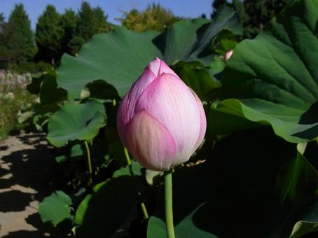 郊外のハス池にて・まだツボミ 郊外のハス池にて・まだツボミの写真