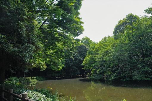 和田堀公園の和田堀池 和田堀公園の和田堀池 和田堀公園,和田堀池,公園の写真素材