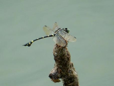 【昆虫写真】ウチワヤンマ(団扇蜻蜒) 【昆虫写真】ウチワヤンマ(団扇蜻蜒)の写真