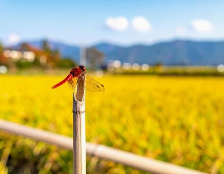 赤とんぼ・背景は刈り入れ前の稲穂 赤とんぼ・背景は刈り入れ前の稲穂の写真