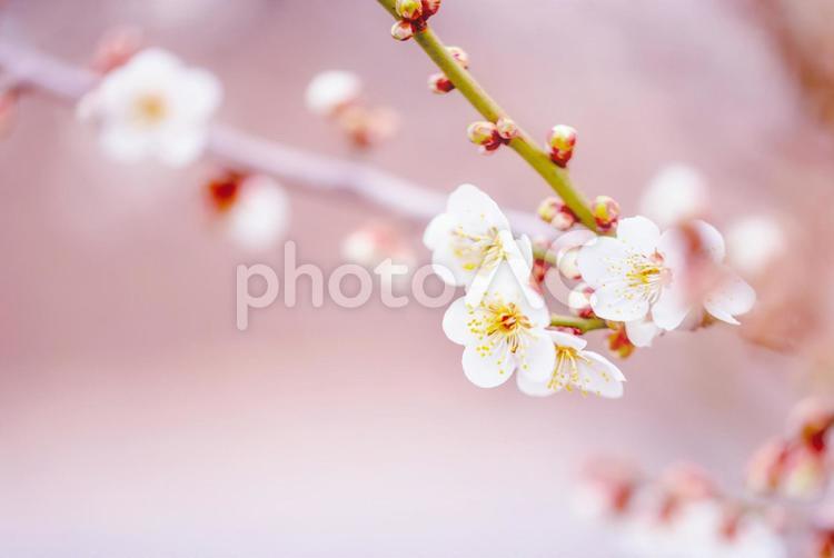 春先に咲く1本の白い梅の枝 梅,花,3月の写真素材