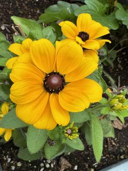 黄色い花 黄色い花,黄色,花の写真素材