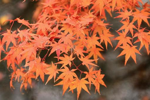 紅葉 2 紅葉,秋,もみじの写真素材