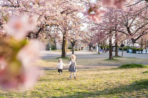 幼い姉弟と満開の桜並木 幼い姉弟と満開の桜並木 桜,公園,兄弟の写真素材