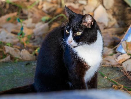 海岸で出会った野良猫です。 海岸で出会った野良猫です。の写真