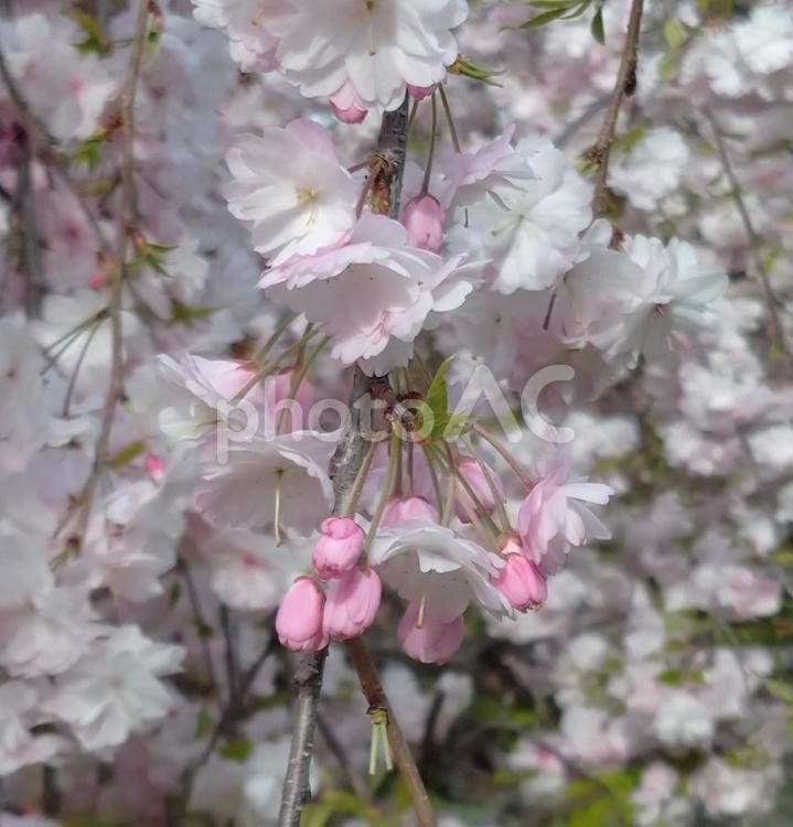 蕾がかわいいピンクの桜 桜,花,春の写真素材