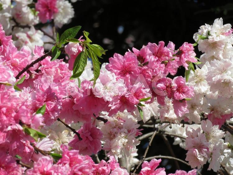 ハナモモ・白とピンク２色の花 ハナモモ,花,植物の写真素材