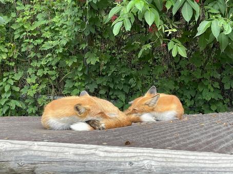 お昼寝中のキタキツネ お昼寝中のキタキツネ キタキツネ,北きつね,きつねの写真素材