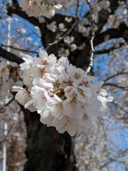 桜 桜の写真