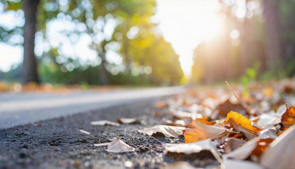 光輝く落葉した紅葉の道 光輝く落葉した紅葉の道の写真