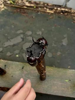 カブトムシ捕まえたい カブトムシ捕まえたいの写真