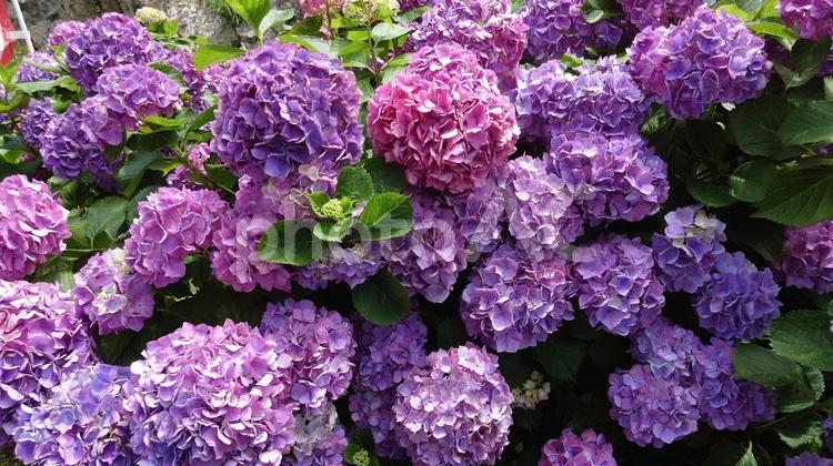 三重県志摩市大慈寺の満開の紫陽花 紫陽花,満開,梅雨の写真素材
