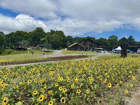 夏のたんばらラベンダーパーク ひまわり,サンフラワー,黄色の写真素材