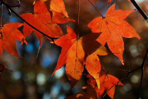 室生寺 室生寺,女人高野,紅葉の写真素材