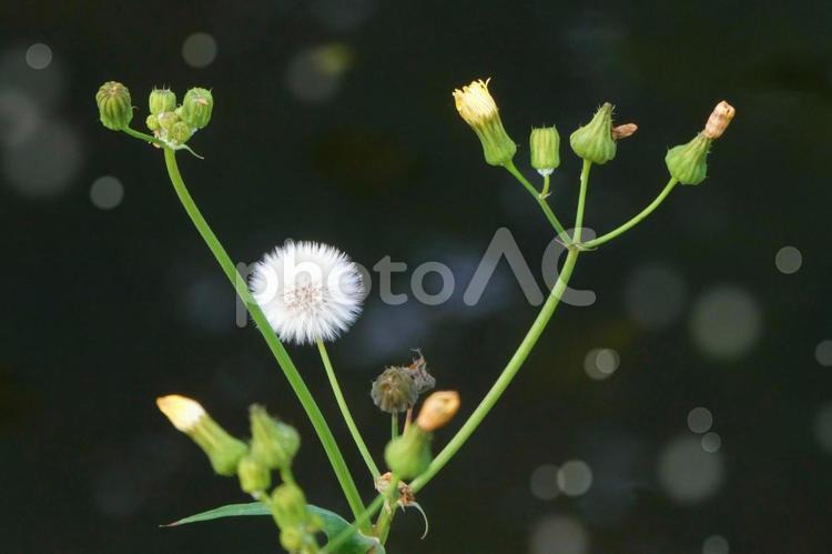 綿毛と黄色い花の蕾と光 綿毛,丸い,春の写真素材