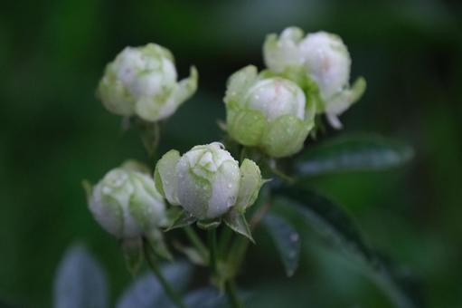 花 花の写真