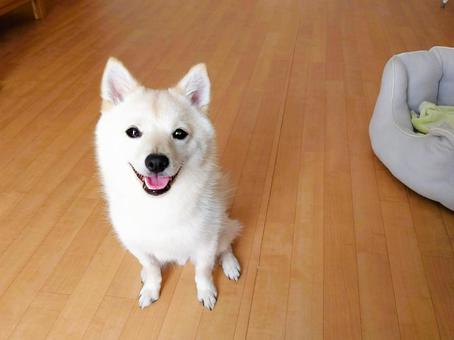ポメ柴6 ポメ柴6 柴犬,ポメラニアン,ミックス犬の写真素材