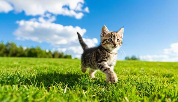 青空の下草原を駆け回る子猫 青空の下草原を駆け回る子猫の写真