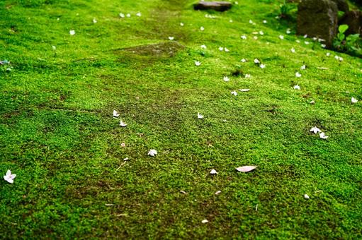 自然の魅力 自然の魅力 苔庭,コケ,晴れの写真素材