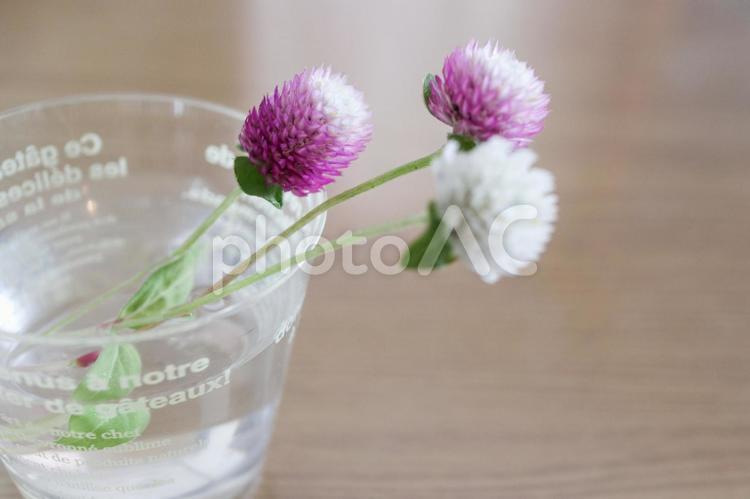 コップに挿して飾った花　センニチコウ 花,植物,センニチコウの写真素材