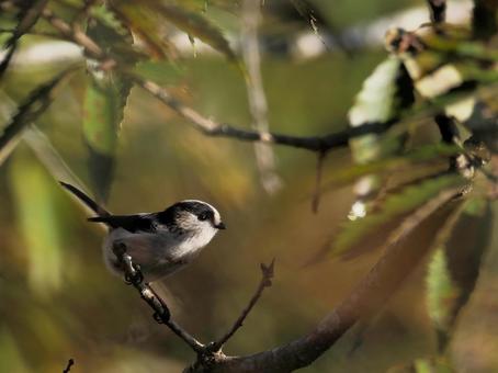 エナガ エナガ,野鳥,小鳥の写真素材
