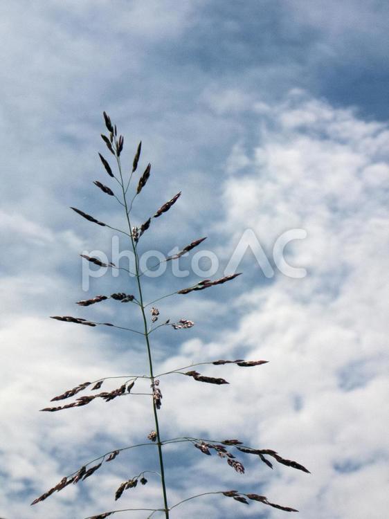 夏の風景 夏,夏草,青空の写真素材