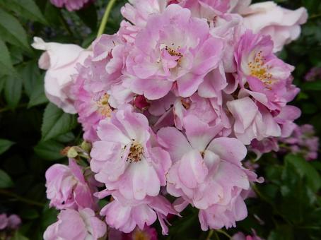 【薔薇の写真】バラの花 【薔薇の写真】バラの花 薔薇,植物,自然の写真素材