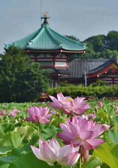Ohga lotus of Shinobazu Pond, JPG