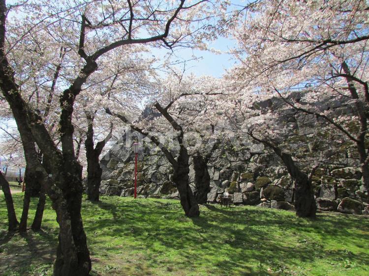 盛岡城跡公園の桜 東北地方,岩手県,盛岡市の写真素材