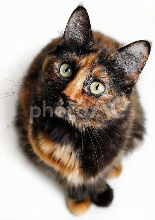 緑の瞳が輝く三毛猫の子猫 猫,子猫,ネコの写真素材