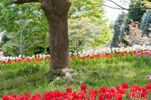 木の下に咲く色鮮やかなチューリップの群れ チューリップ,花畑,赤の写真素材