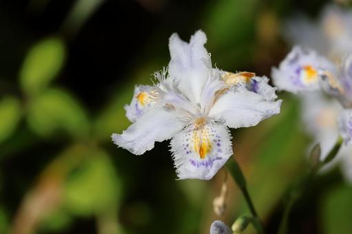 シャガの花のアップ シャガの花のアップの写真