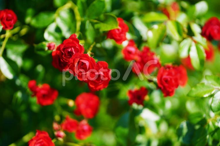 赤いバラがたくさん咲いている景色 ばら,バラ,薔薇の写真素材