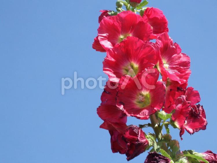 ひらひらの花びらは赤く色づいたタチアオイの花 タチアオイ,ツユアオイ,コケコッコ花の写真素材