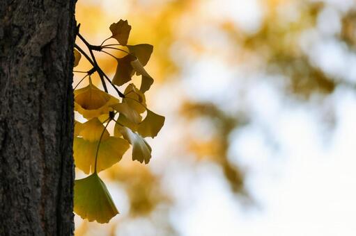 イチョウの木の幹と黄葉のボケ イチョウ,銀杏,葉の写真素材