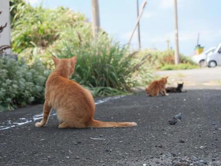 海辺でのんびり過ごす野良猫 海辺でのんびり過ごす野良猫の写真