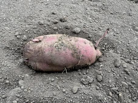 掘ったばかりのサツマイモ（紅はるか） さつまいも,サツマイモ,薩摩芋の写真素材