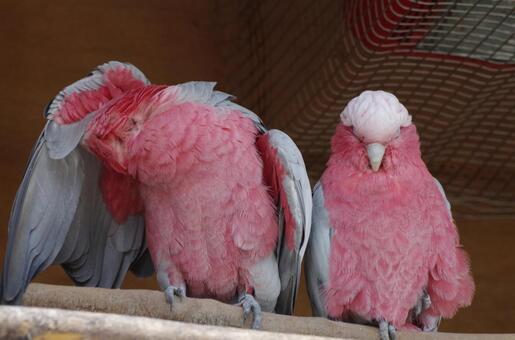 モモイロインコの写真素材 写真素材なら 写真ac 無料 フリー ダウンロードok