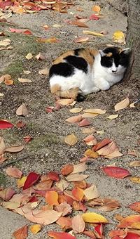 気持ちよさそうにお昼寝するネコ ネコ,お昼寝,秋の写真素材