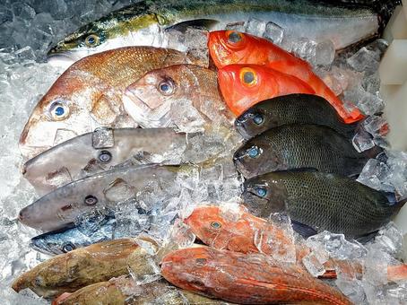 鮮魚いろいろ　鯛　ハマチなど 魚,魚屋,市場の写真素材
