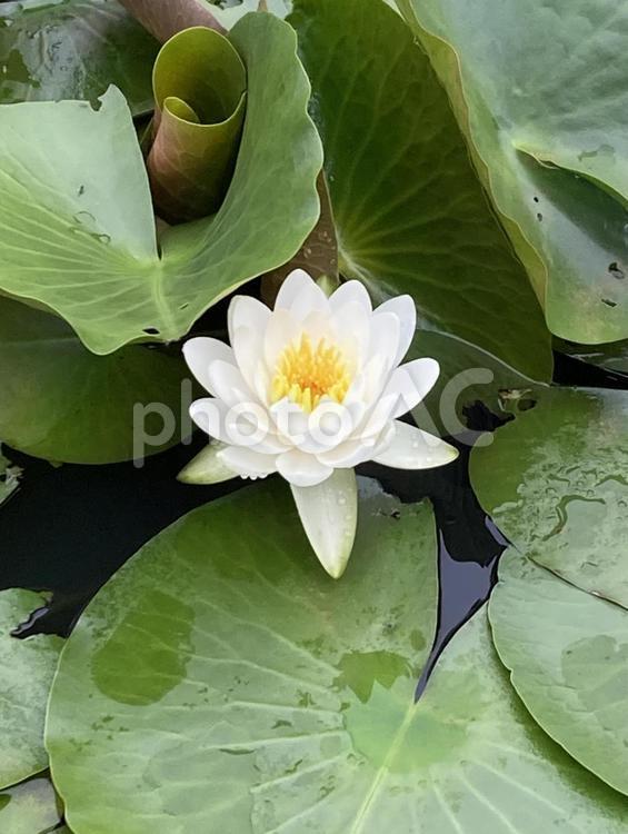 雨上がりのスイレンの花 スイレン,睡蓮,雨の写真素材