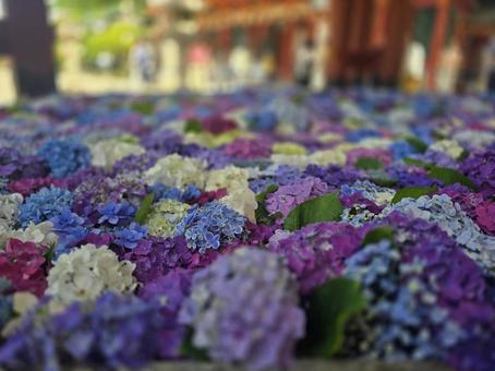 紫陽花の花手水 紫陽花の花手水の写真
