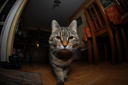 家の中の猫 家の中の猫の写真