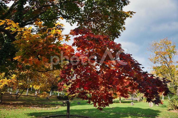 前田森林公園の紅葉 秋,autumn,紅葉の写真素材