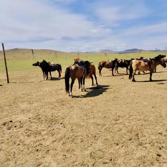モンゴルの馬 モンゴルの馬 モンゴル,馬,家畜の写真素材