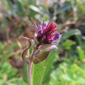 バーベナ バーベナ,花,花びらの写真素材