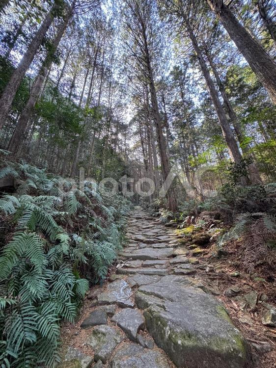 熊野古道伊勢路馬越峠から尾鷲へ 熊野古道,伊勢路,馬越峠の写真素材