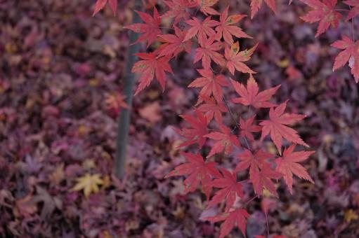 紅葉 紅葉の写真