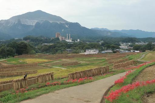 寺坂棚田 寺坂棚田 棚田,秩父,山の写真素材